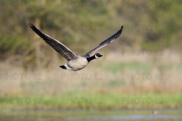 Canada goose (Branta canadensis), flying, North Rhine-Westphalia, Germany
