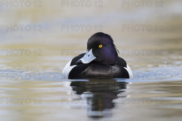 Tufted Duck (Aythya fuligula), drake, swimming, North Rhine-Westphalia, Germany
