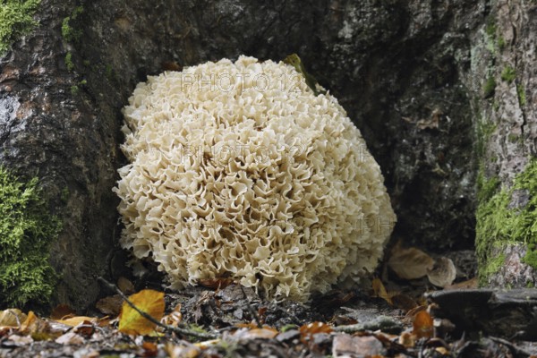 Wood Cauliflower fungus or fat hen (Wood Cauliflower crispa), Bavarian Forest National Park, Bavaria, Germany