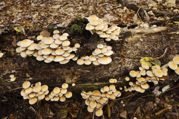 Sulphur tuft (Hypholoma fasciculare) on a tree trunk, North Rhine-Westphalia, Germany