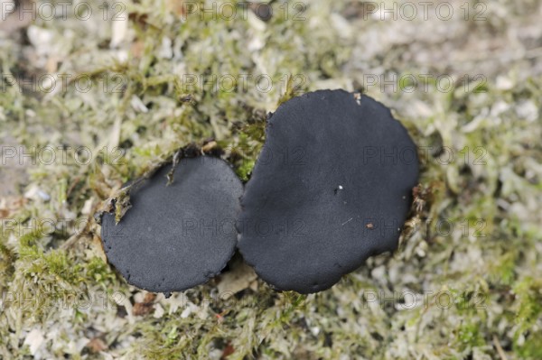 Black bulgar (Bulgaria inquinans), North Rhine-Westphalia, Germany