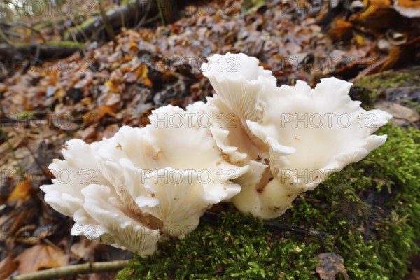 Lung mushroom or spoon-shaped mushroom (Pleurotus pulmonarius), North Rhine-Westphalia, Germany