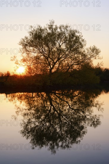 Silver willow (Salix alba) by the river Lippe at sunrise, North Rhine-Westphalia, Germany