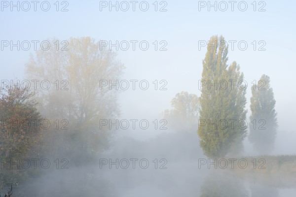 Lip with Canada poplar (Populus x canadensis, Populus x euramericana) and pyramid poplars (Populus nigra 'Italica') in the morning mist, autumn, North Rhine-Westphalia, Germany