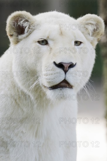 White lion (Panthera leo), female, portrait, captive