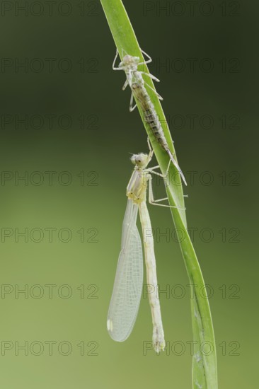 Willow Emerald Damselfly (Chalcolestes viridis) freshly hatched dragonfly and exuvia, North Rhine-Westphalia, Germany