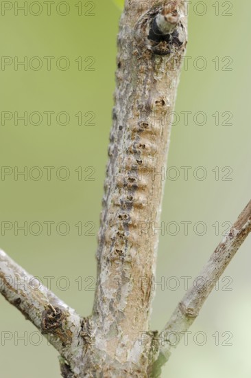 Willow Emerald Damselfly (Chalcolestes viridis), branch with eggs from which the larvae have hatched, North Rhine-Westphalia, Germany