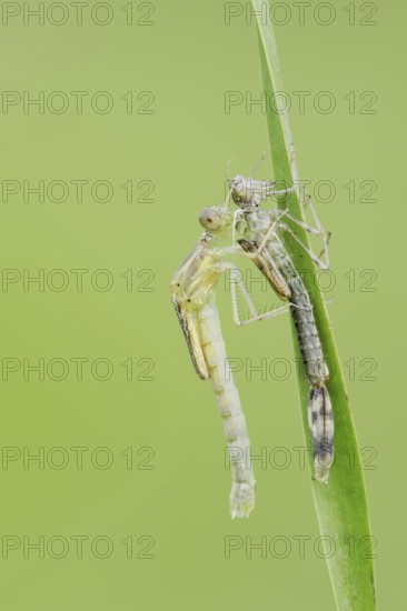 Willow Emerald Damselfly (Chalcolestes viridis) freshly hatched dragonfly hanging from its exuvia, North Rhine-Westphalia, Germany