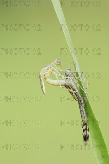 Willow Emerald Damselfly (Chalcolestes viridis) hatching, hatching, larva, dragonfly larva, North Rhine-Westphalia, Germany