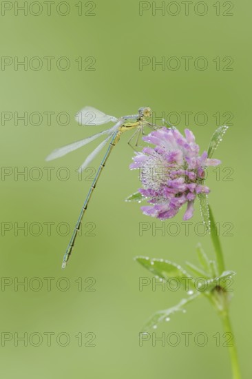 Willow Emerald Damselfly (Chalcolestes viridis), male on flower of meadow clover (Trifolium pratense), North Rhine-Westphalia, Germany