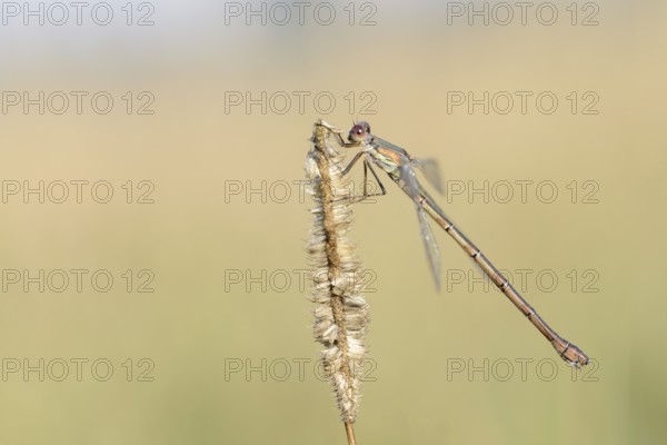 Willow Emerald Damselfly (Chalcolestes viridis), female, North Rhine-Westphalia, Germany