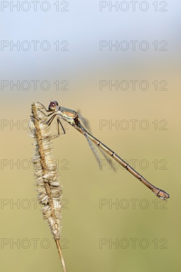 Willow Emerald Damselfly (Chalcolestes viridis), female, North Rhine-Westphalia, Germany