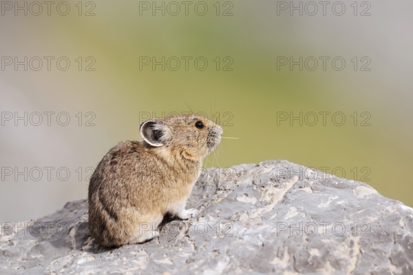 American pika (Ochotona princeps) sitting on a rock and eating blades of grass, Jasper National Park, Alberta, Canada