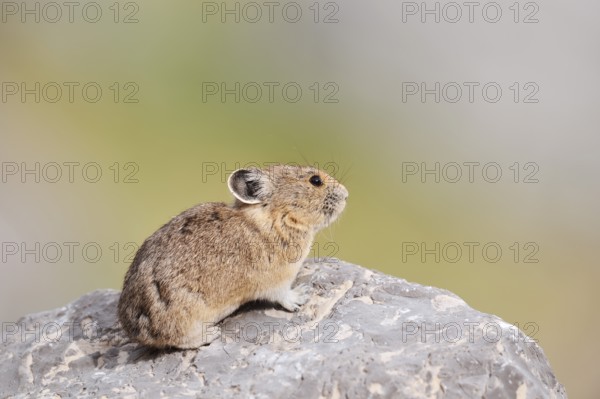 American pika (Ochotona princeps) sitting on a rock, Jasper National Park, Alberta, Canada
