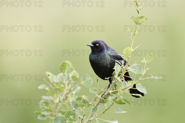 Purple Blackbird (Euphagus cyanocephalus), male, Waterton Lakes National Park, Alberta, Canada