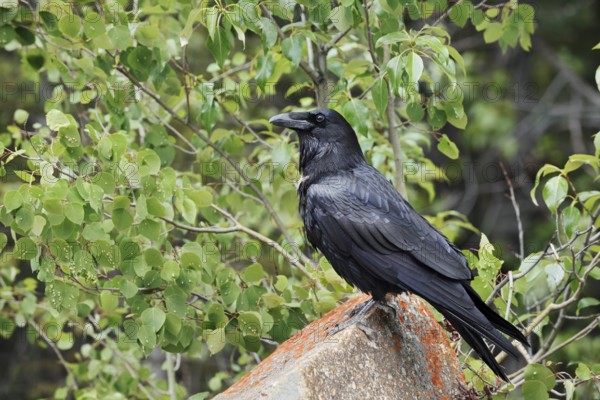 Raven (Corvus corax) sitting on a rock, Banff National Park, Alberta, Canada