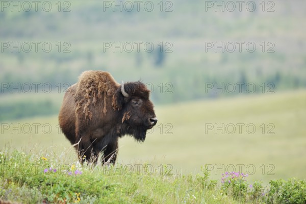 American Bison (Bos bison), female, Alberta, Canada