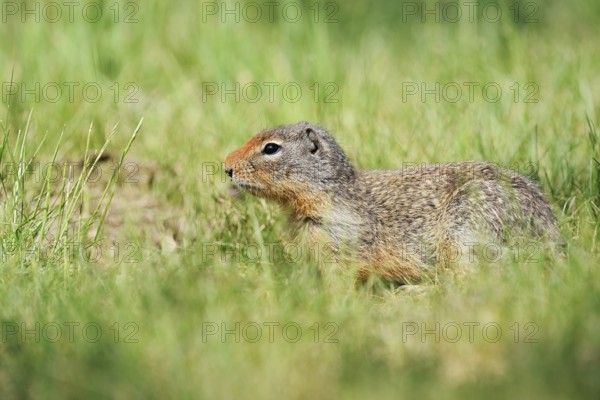 Columbia ground squirrel (Urocitellus columbianus, Spermophilus columbianus), British Columbia, Canada