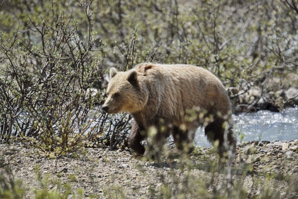Grizzly bear (Ursus arctos horribilis), Banff National Park, Alberta, Canada