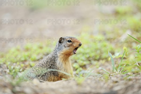 Columbia ground squirrel (Urocitellus columbianus, Spermophilus columbianus) looks out of its burrow and calls, Banff National Park, Alberta, Canada