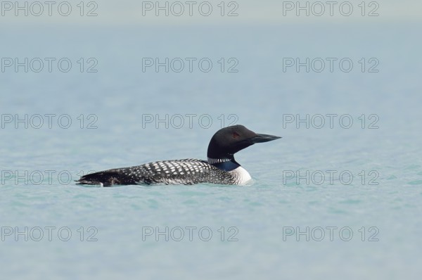 Common loon (Gavia immer), Banff National Park, Alberta, Canada