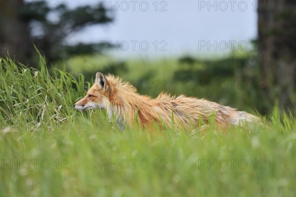 Red fox (Vulpes vulpes), Waterton Lakes National Park, Alberta, Canada