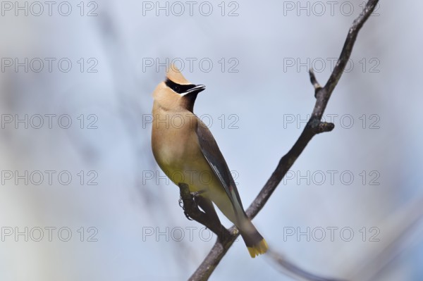 Cedar Waxwing (Bombycilla cedrorum), Waterton Lakes National Park, Alberta, Canada