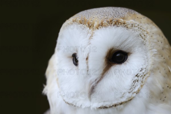 Barn owl (Tyto alba), portrait, Germany