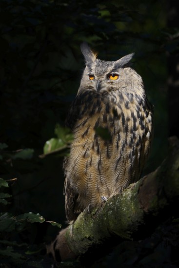European eagle owl (Bubo bubo) sitting on a branch, North Rhine-Westphalia, Germany