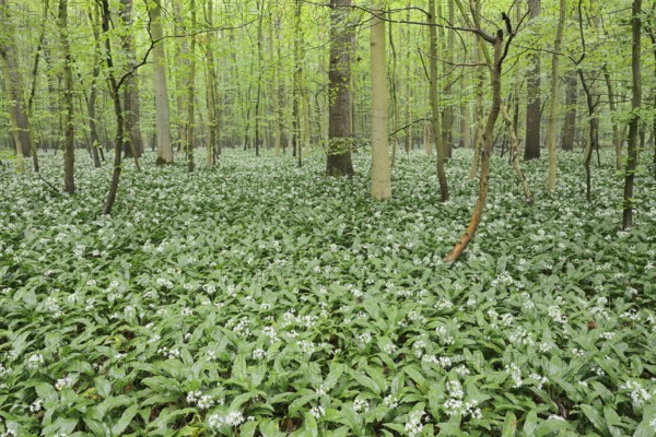 Wild garlic (Allium ursinum) in bloom in a deciduous forest, spring, North Rhine-Westphalia, Germany