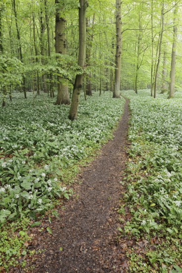 Flowering wild garlic (Allium ursinum) and path in a deciduous forest, spring, North Rhine-Westphalia, Germany