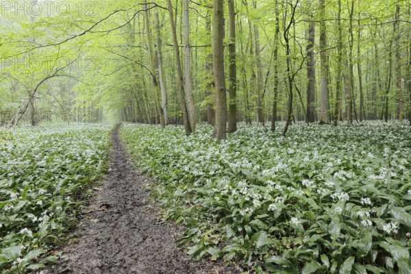 Flowering wild garlic (Allium ursinum) and path in a deciduous forest, spring, North Rhine-Westphalia, Germany