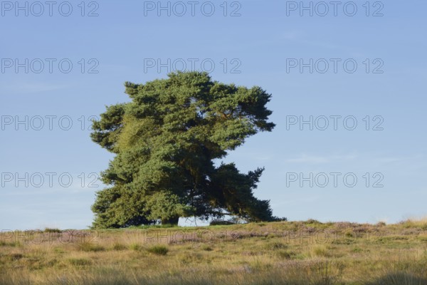 Scots pine or Scots pine (Pinus sylvestris) in heathland, Westruper Heide, North Rhine-Westphalia, Germany