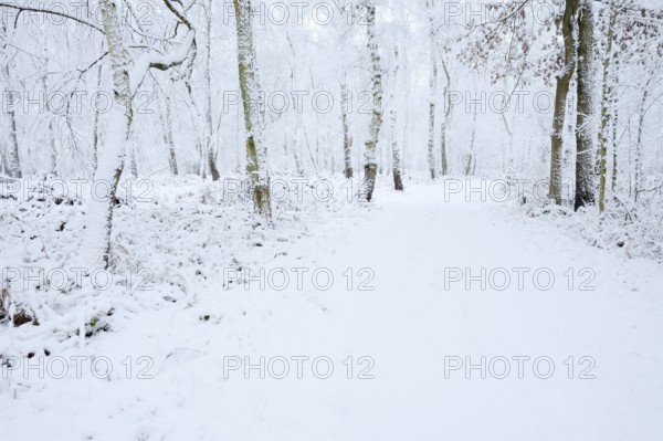 Path through a snow-covered deciduous forest, North Rhine-Westphalia, Germany