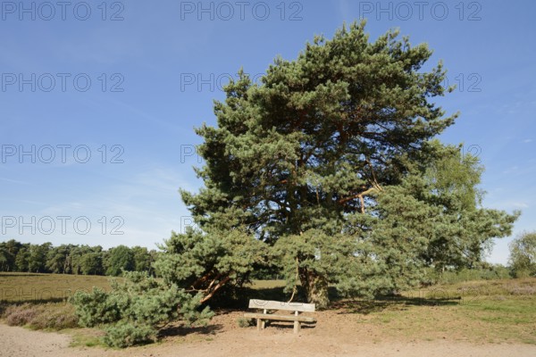 Scots pine or common pine (Pinus sylvestris) and bench in heathland, Westruper Heide, North Rhine-Westphalia, Germany