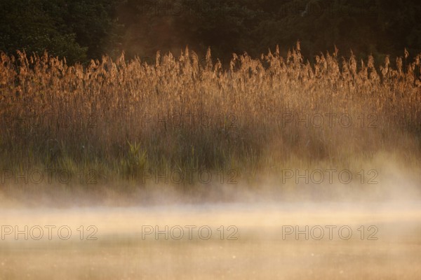 Lake and reed (Phragmites australis) with morning mist at sunrise, North Rhine-Westphalia, Germany