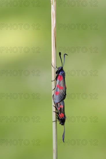 Horned Clover Oriole (Zygaena lonicerae), pair copulating, Brittany, France