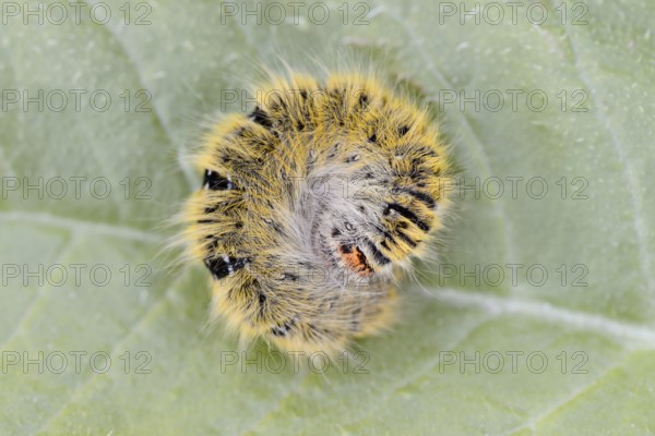 Clover moth (Lasiocampa trifolii), caterpillar, France