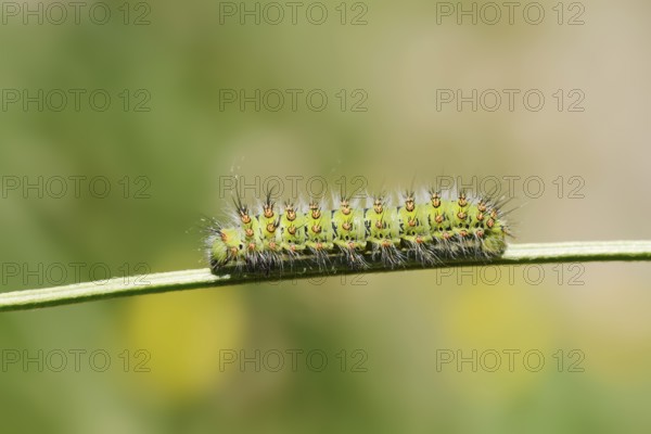 Small emperor moth (Saturnia pavonia), caterpillar, France