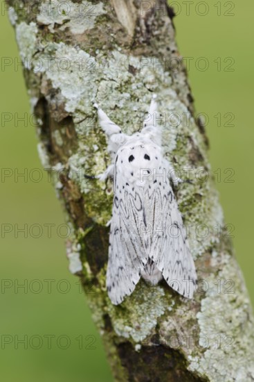 Cerura erminea or ermine moth (Cerura erminea), France