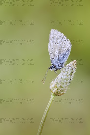 Chapman's blue (Polyommatus thersites), female, France