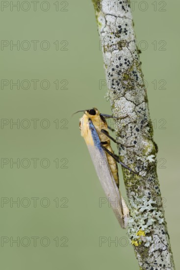 Four-spot lichen bear or large lichen bear (Lithosia quadra), male, France