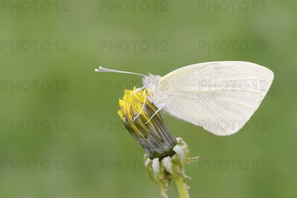 Small white (Pieris rapae), North Rhine-Westphalia, Germany