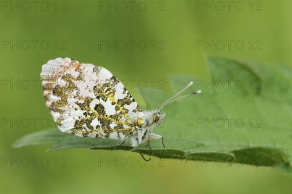Aurora butterfly (Anthocharis cardamines), male, North Rhine-Westphalia, Germany