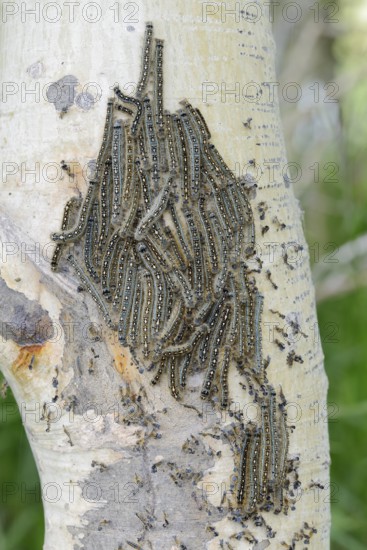 Ringlet moth (Malacosoma disstria), caterpillars on a tree trunk, Waterton Lakes National Park, Alberta, Canada