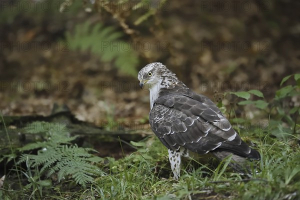 Honey buzzard (Pernis apivorus), North Rhine-Westphalia, Germany