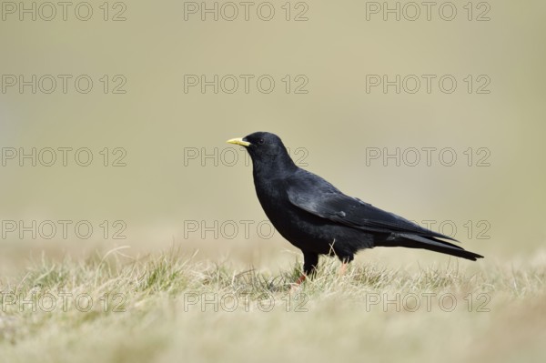 Alpine chough (Pyrrhocorax graculus), Hohe Tauern National Park, Austria
