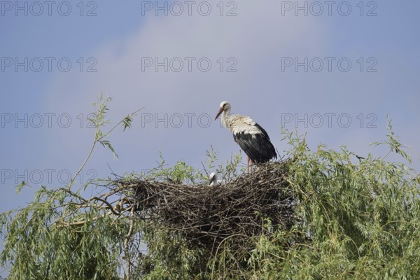 White stork (Ciconia ciconia) with chicks in the nest on a willow (Salix), North Rhine-Westphalia, Germany