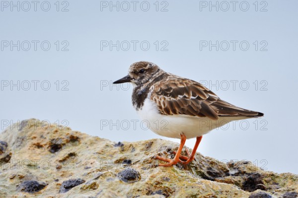 Ruddy turnstone (Arenaria interpres) standing on a rock on the coast, Algarve, Portugal