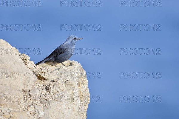 Blue Rock Thrush (Monticola solitarius), male sitting on a rock on the coast, Algarve, Portugal